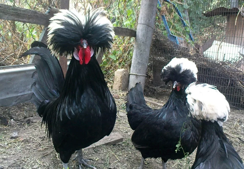 Dutch white-crested hens