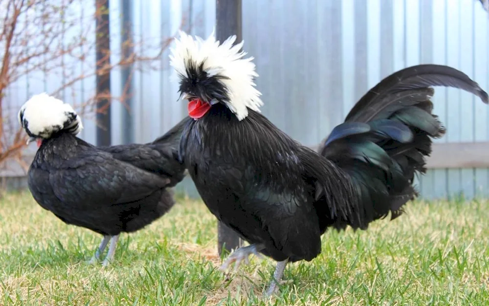 Appenzeller hens