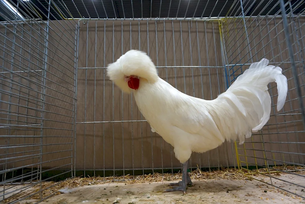 Dutch white-crested hens