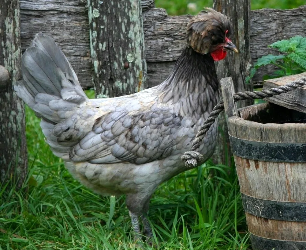 Dutch white-crested hens