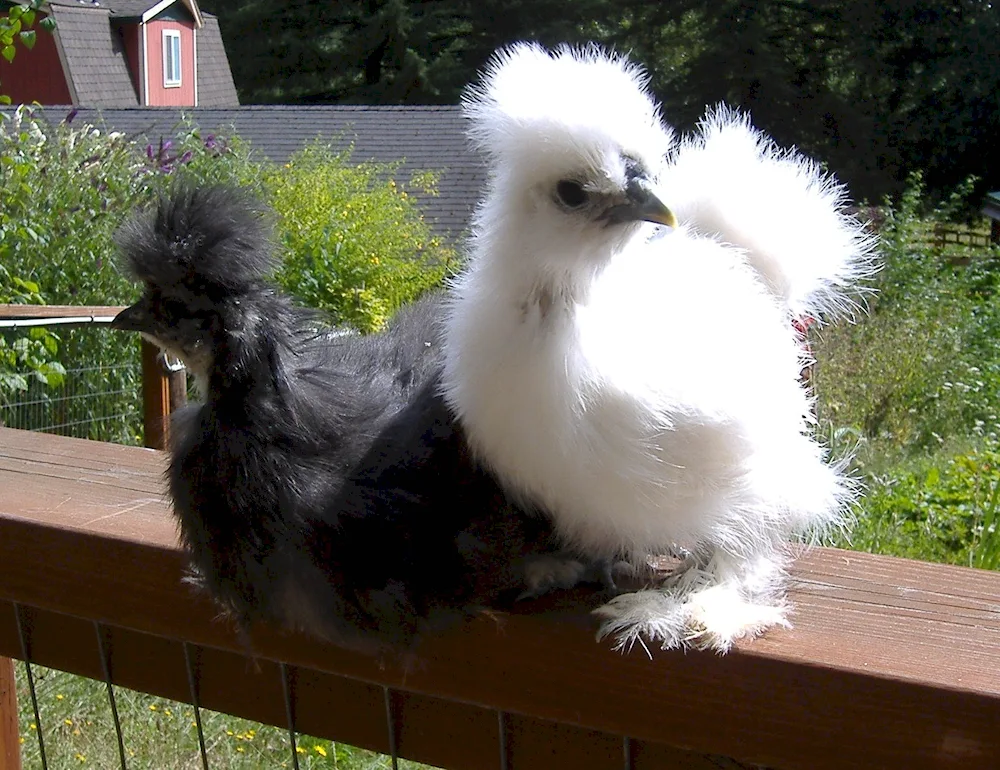 Crested Paduan hen