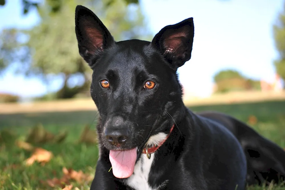 Dutch Shepherd black smooth-haired