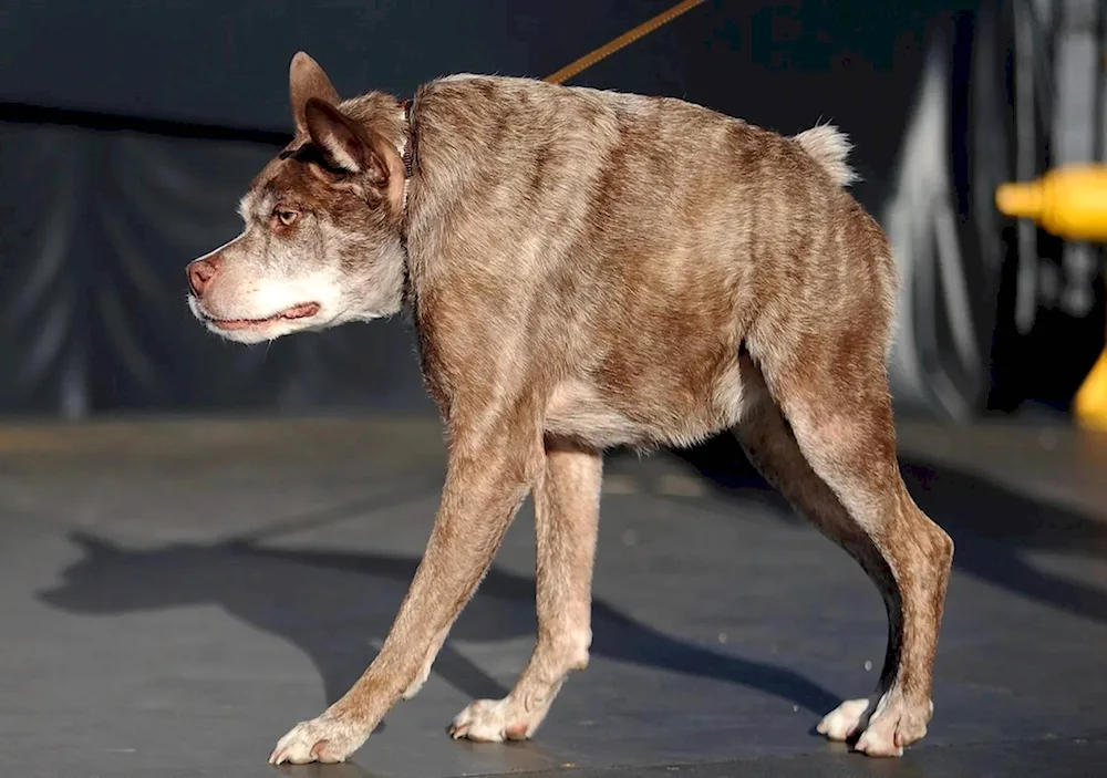 Australian Short-tailed Shepherd Dog Hilaire