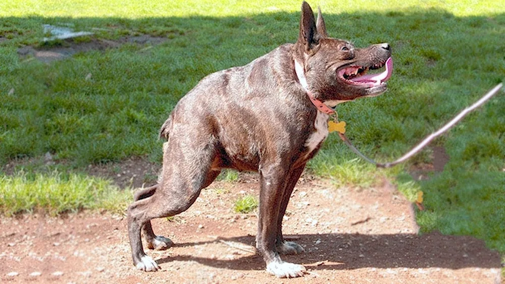 Dutch Shepherd Dog. Quasimodo