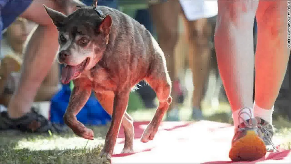 Dutch Shepherd Dog Quasimodo