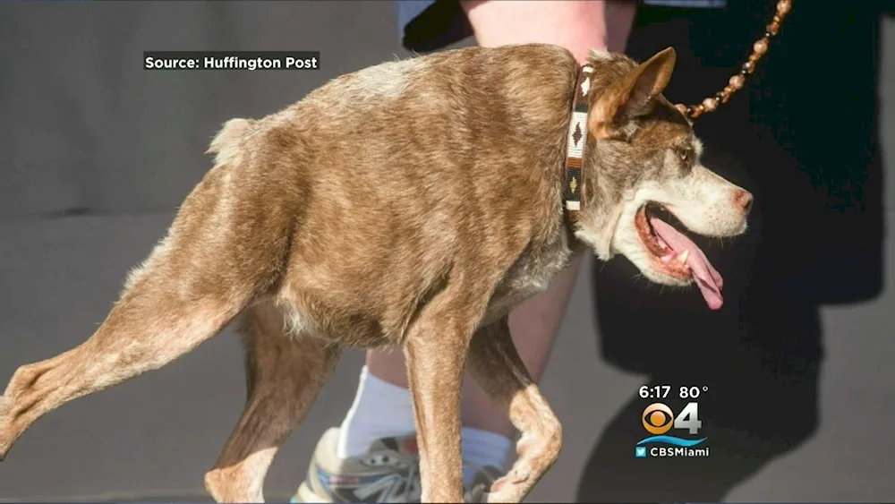 Dutch Shepherd Dog Quasimodo