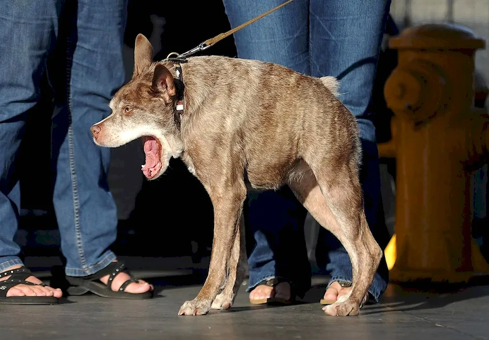 Dutch Shepherd Dog Quasimodo