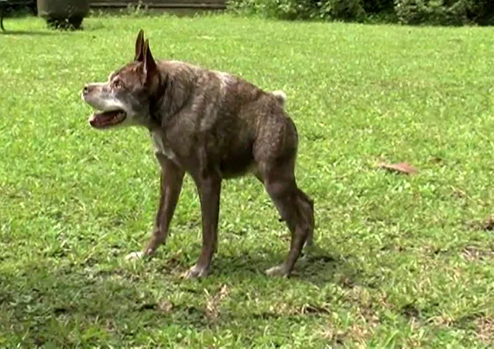 Dutch Shepherd Dog Quasimodo