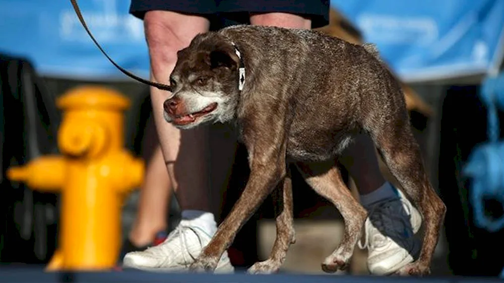 Dutch Shepherd Dog Quasimodo