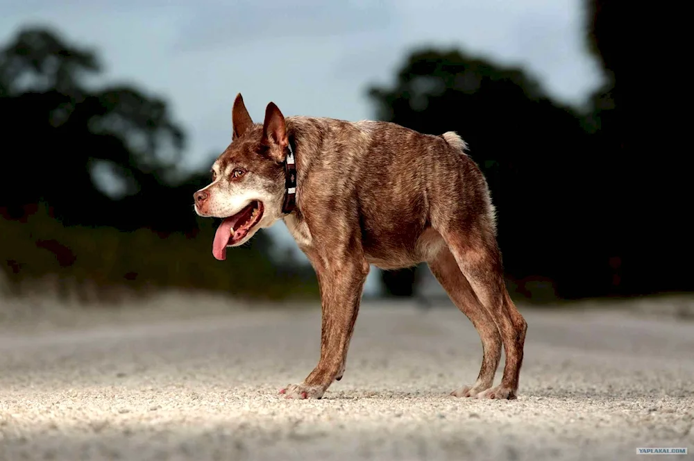 Dutch Shepherd Dog Quasimodo Dog