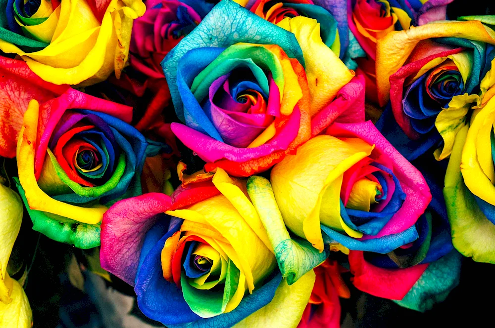 Dutch Rainbow Rose