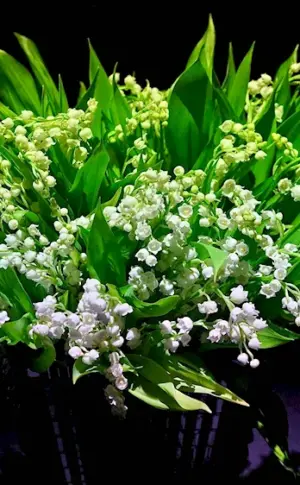 Dutch Lily of the valley