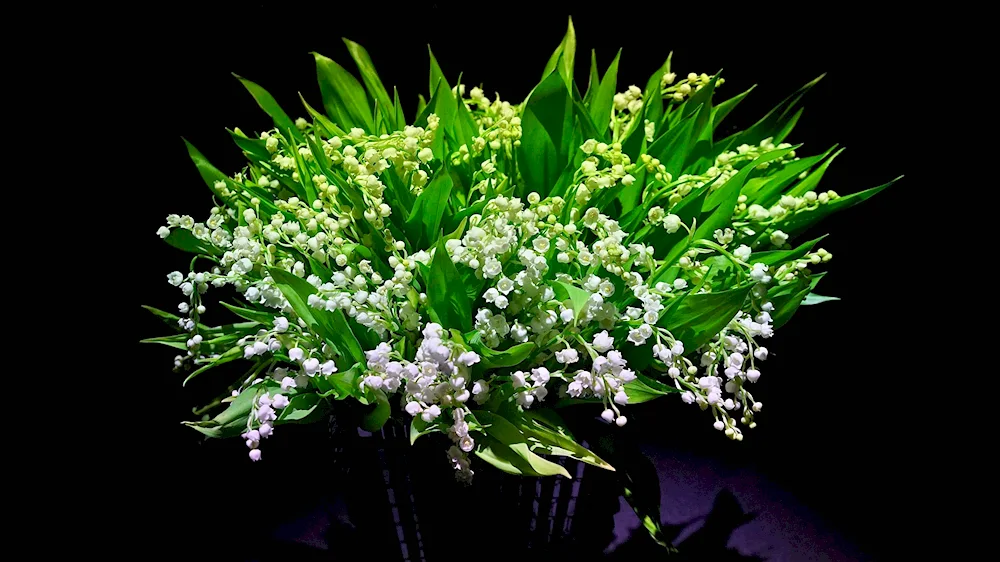 Dutch Lily of the valley