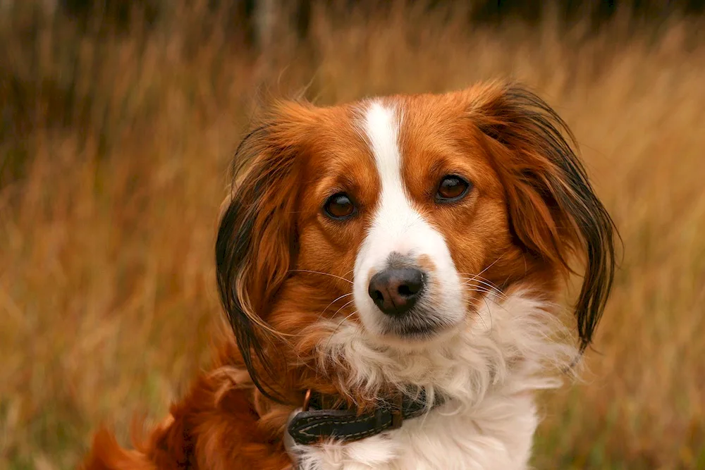 Dutch Spaniel Coickerhondier