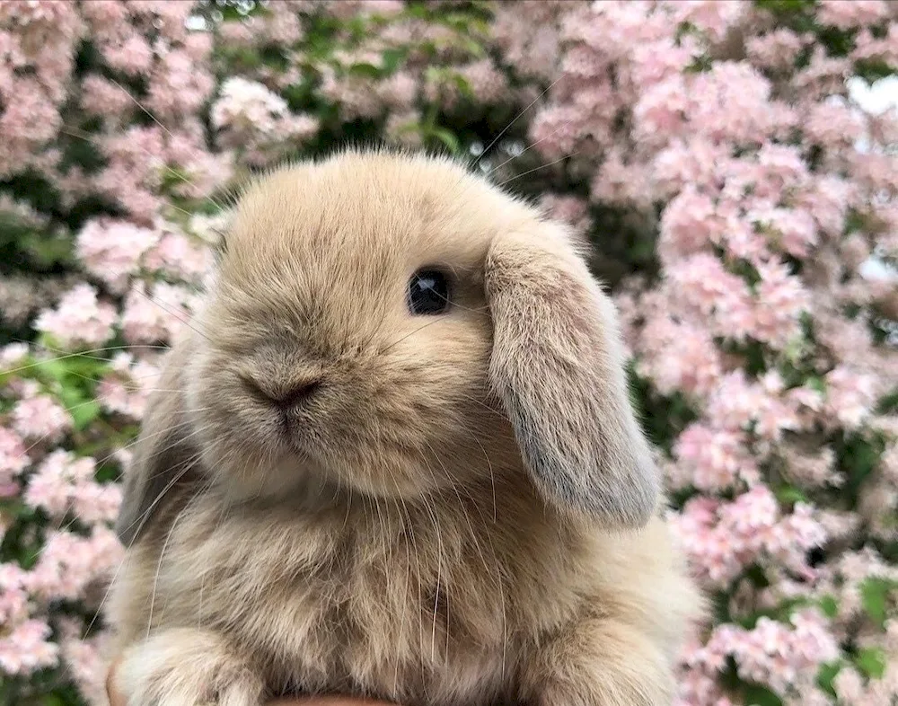 Bunny bunny wallpaper