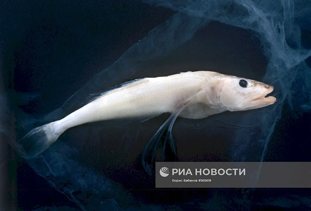 Golomyanka Baikal fish