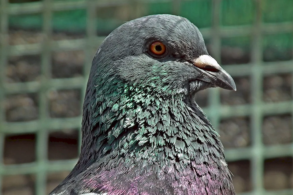 Pigeon's head