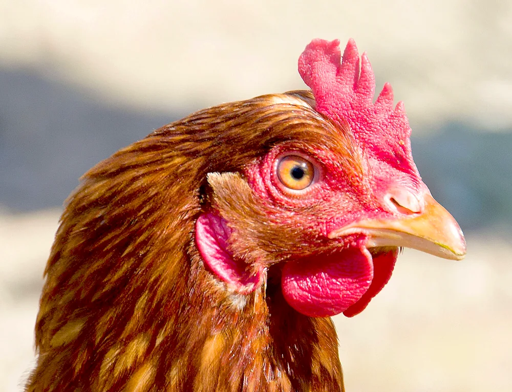 Cock comb
