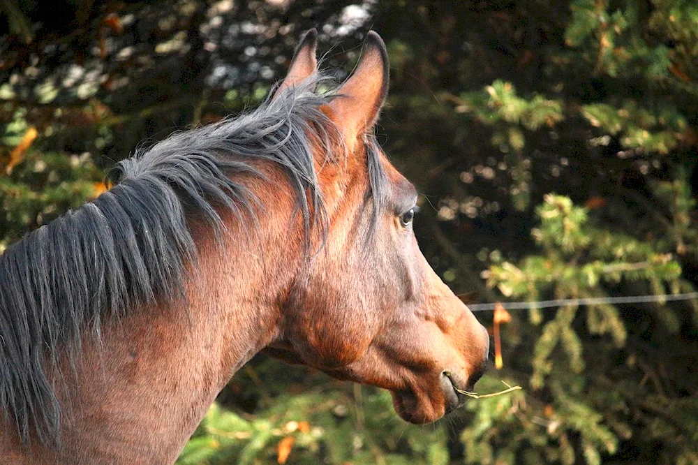 Horse braided tail