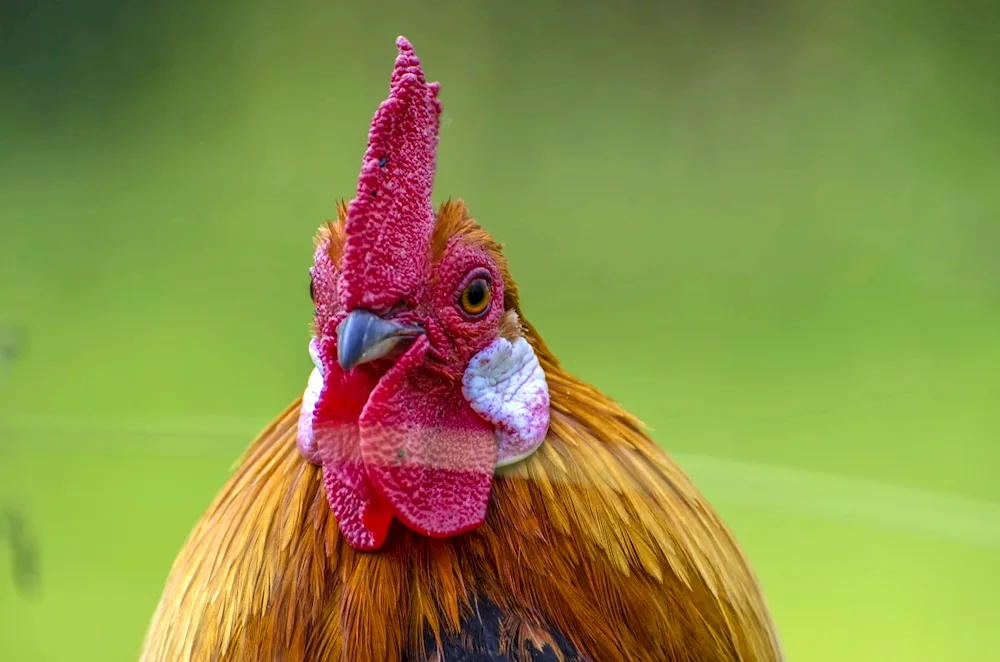 Chickens