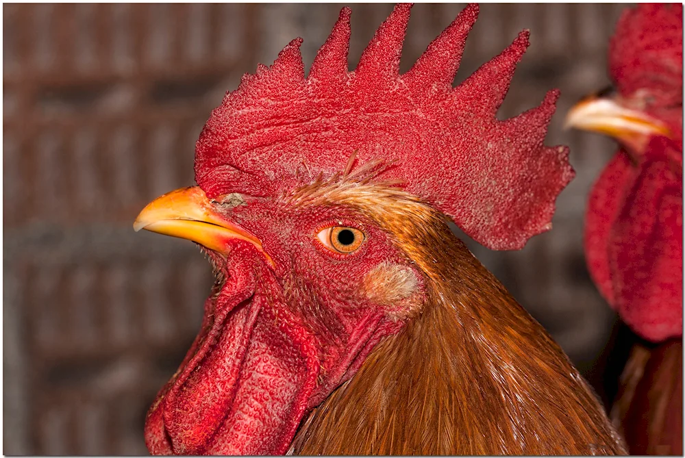 Cockerel partridge