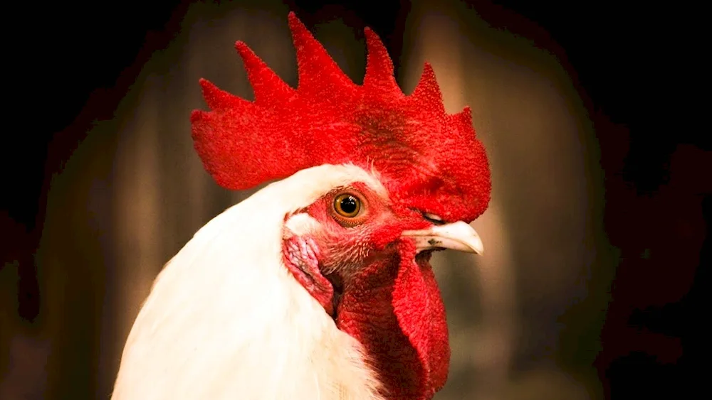 Cockerel