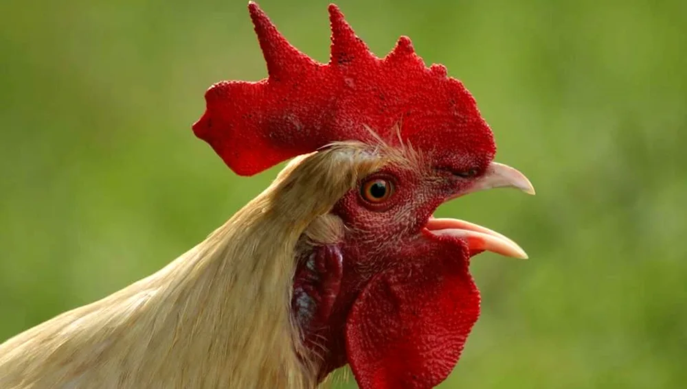 Cockerel red crested cockerel