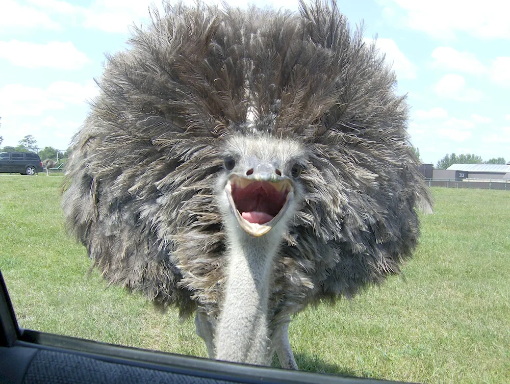 Ostrich head