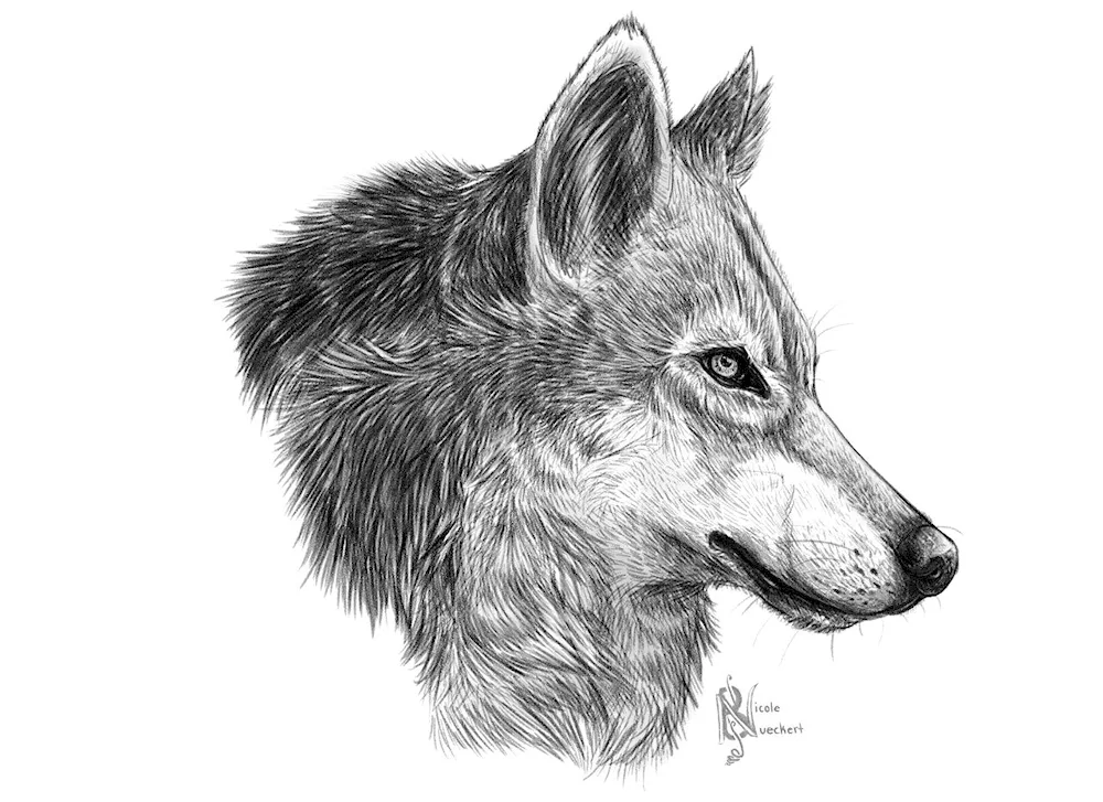 Wolf drawing