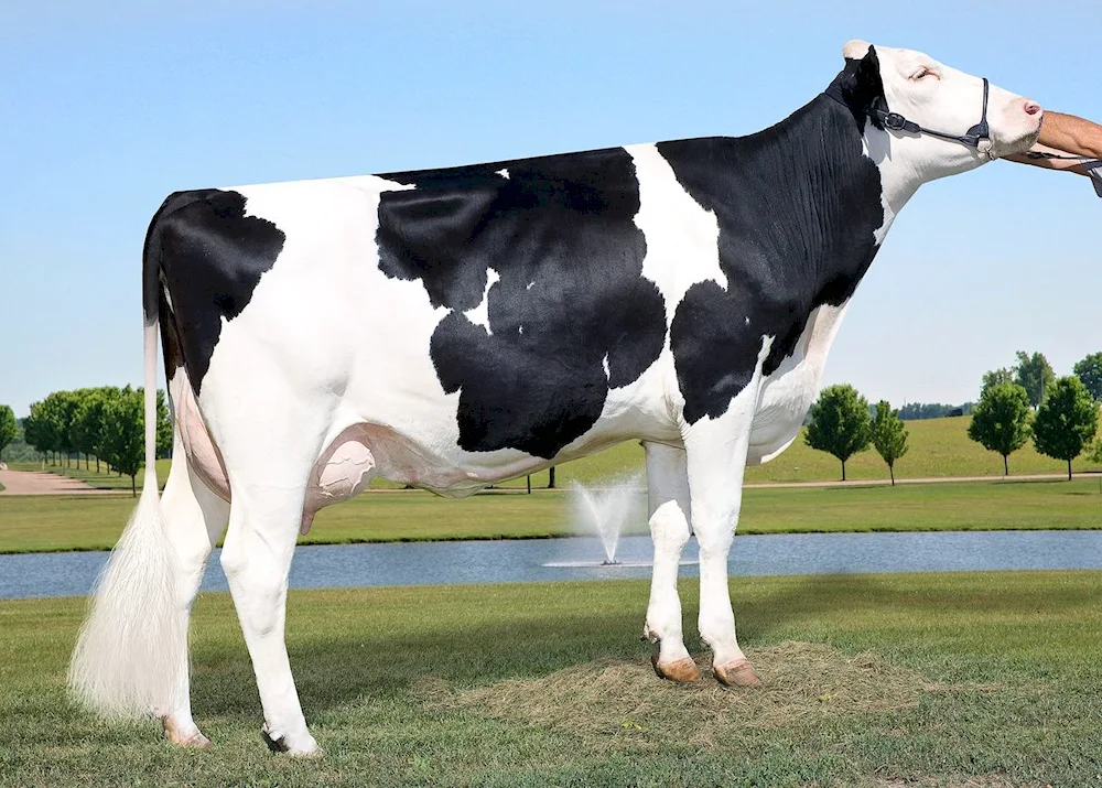 Holstino breed of cows