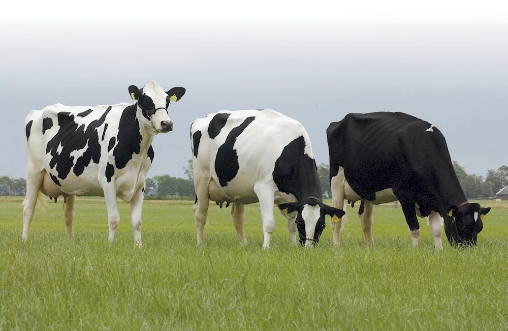 Holstein breed cows