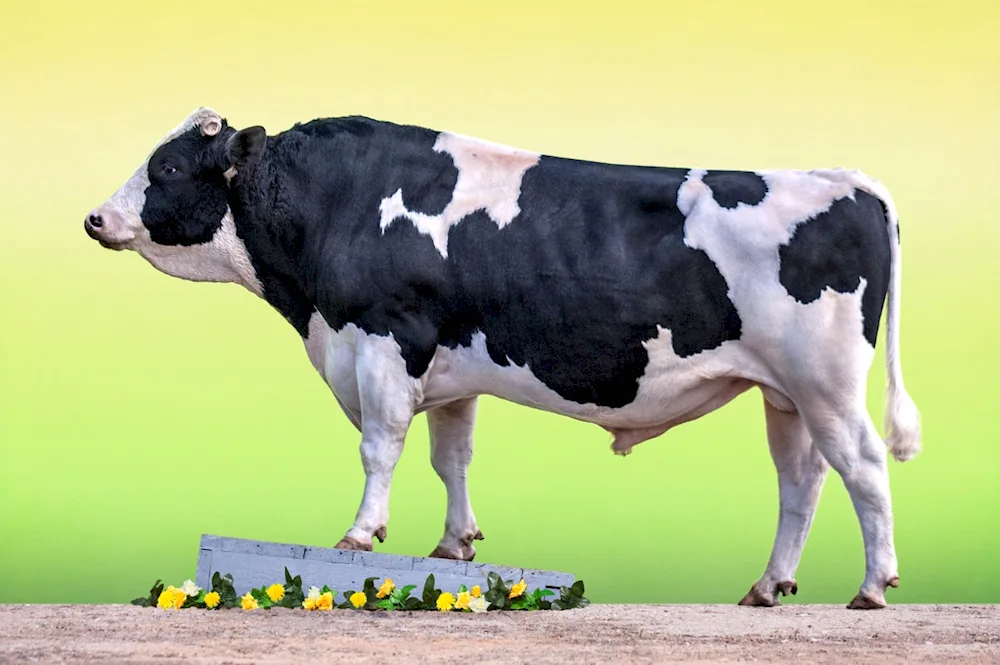 Golstino Friesian cow