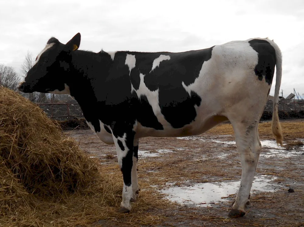 Ayrshire cow