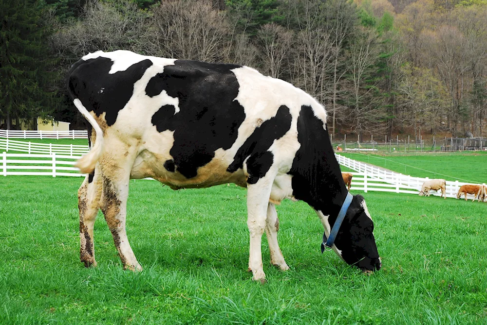 Golstino Friesian cow