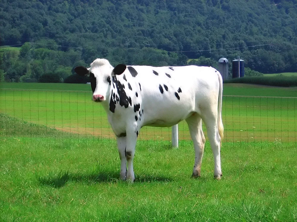 Holstino breed cows Friesian breed