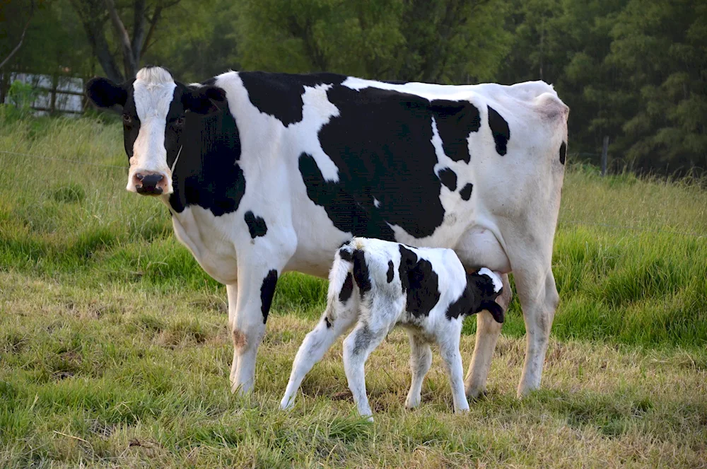 Holstein bulls