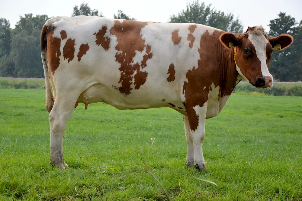 Holstein Simmental breed