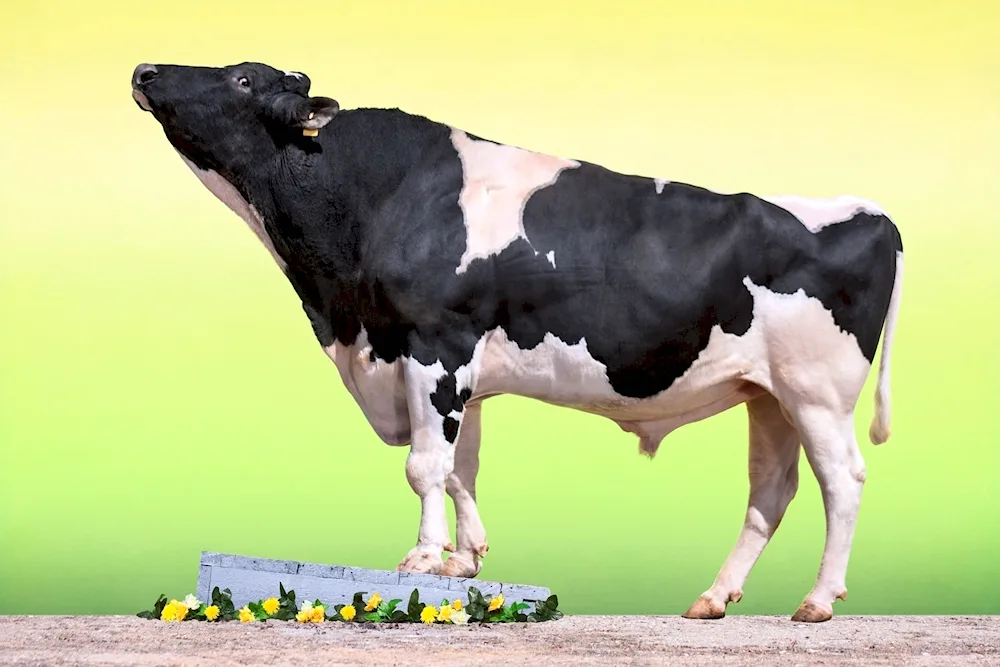 Holstein breed of cows