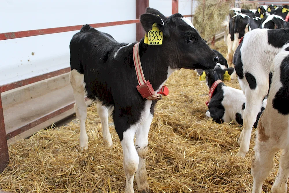 Holstein cow breed