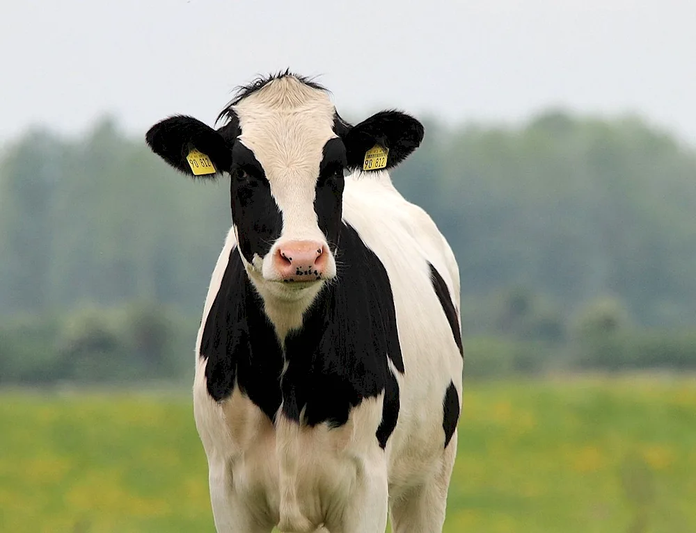 Holstein cattle