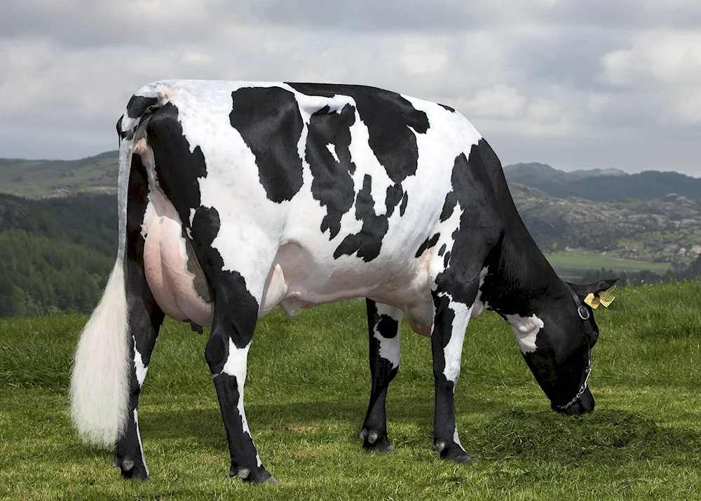 Holstein breed cows