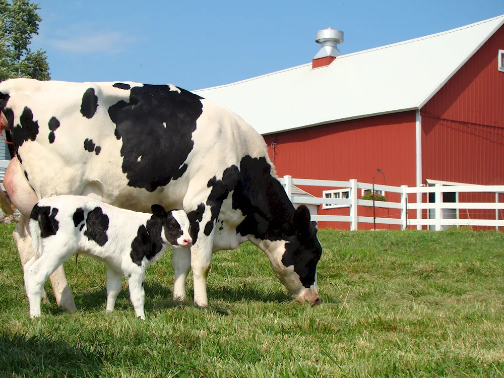 Holstein breed cows