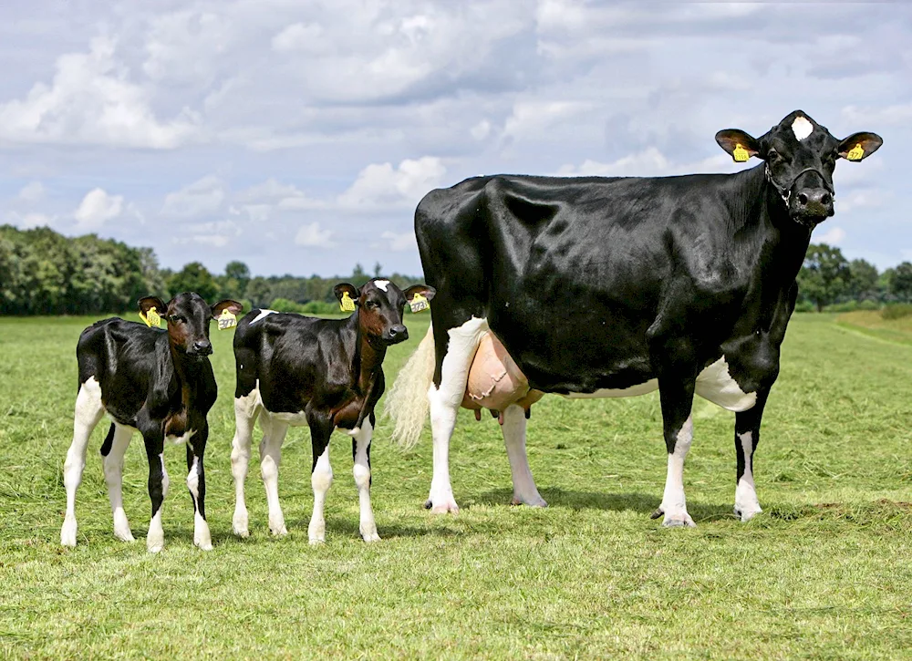 Holstein cow breed