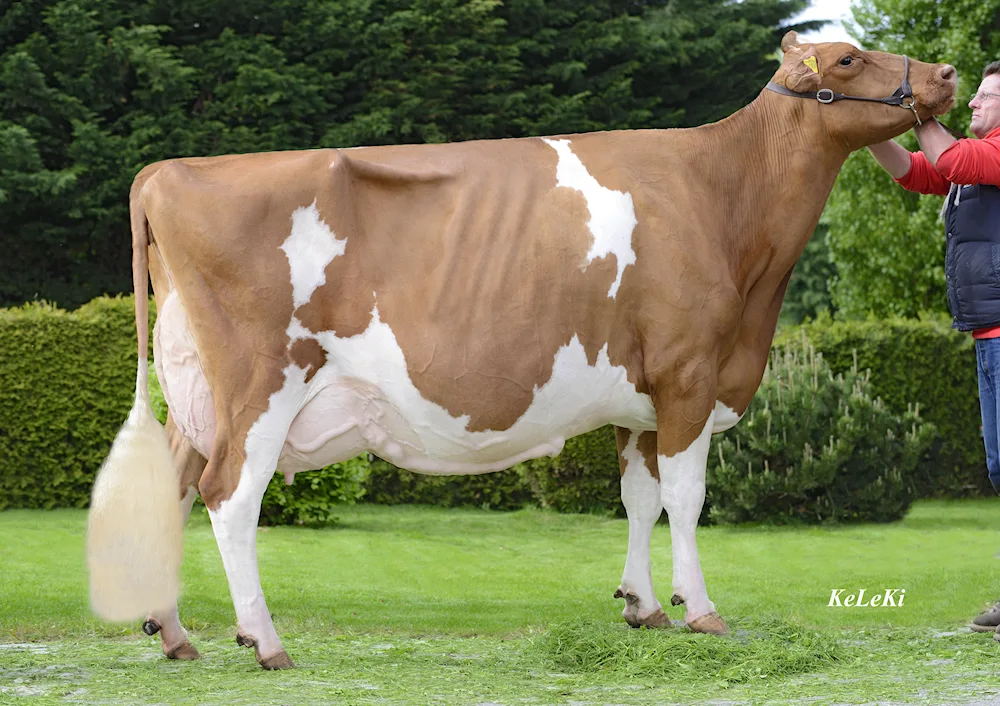 Holstein bull calves