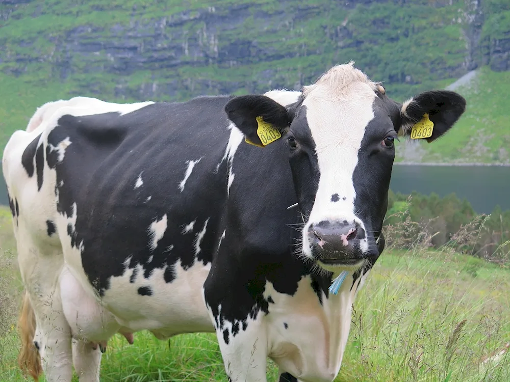 Holstein cow breed