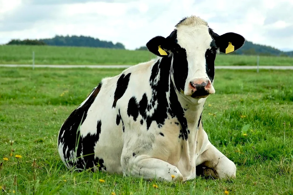 Holstein bulls of Holmogorskaya breed