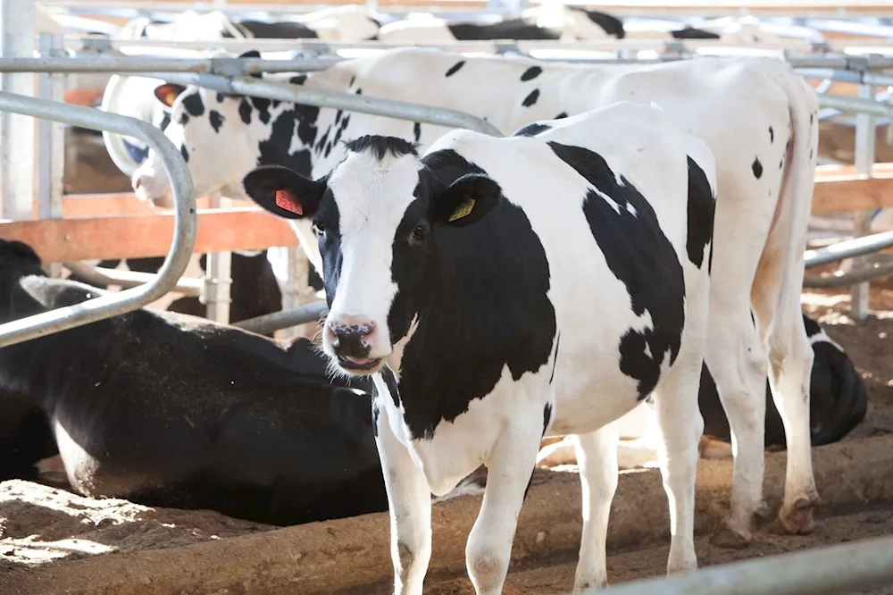 Holstino breed of cows