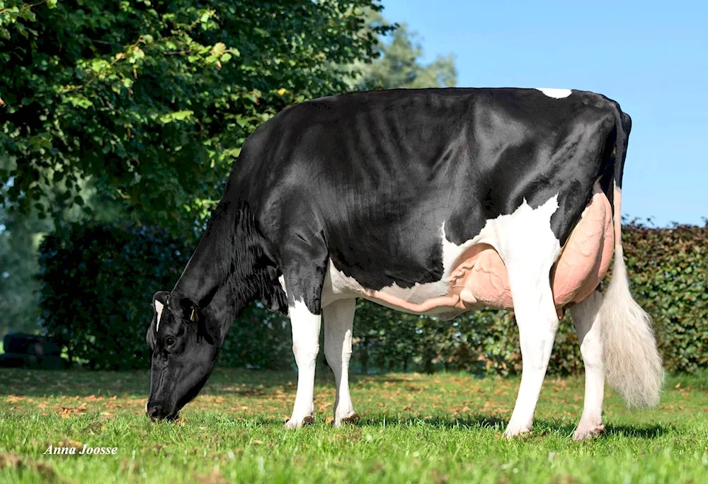 Holstino breed of cows Friesian breed