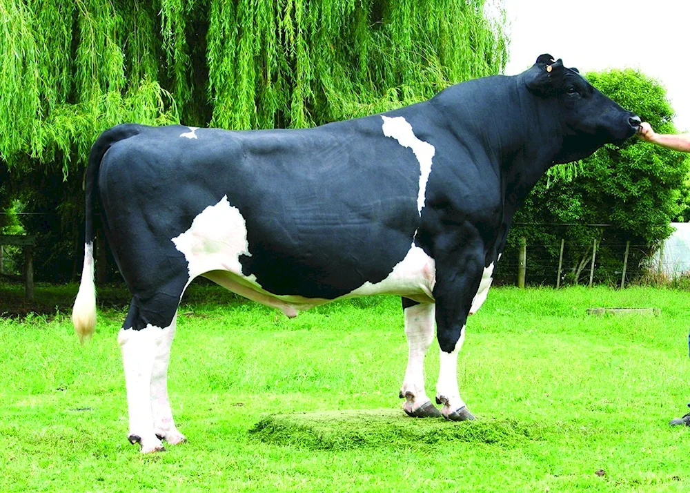 Holstein breed cows