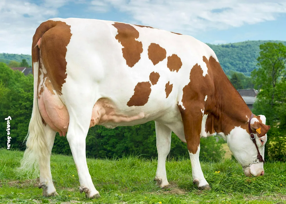 Holstein cow